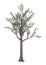 3D Rendering Dawn Redwood Tree on White