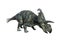 3D Rendering Dinosaur Albertaceratops on White