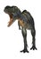 3D Rendering Dinosaur Aucasaurus on White