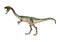 3D Rendering Dinosaur Coelophysis on White