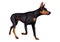 3D Rendering Doberman Dog on White