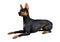 3D Rendering Doberman Dog on White