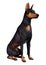 3D Rendering Doberman Dog on White