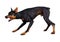 3D Rendering Doberman Dog on White