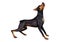 3D Rendering Doberman Dog on White