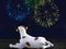 3D rendering of dog wearing hearing protection looking at fireworks.