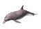 3D Rendering Dolphin on White