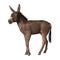 3D Rendering Donkey on White