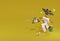 3d rendering dracula, zombie ,bat happy arround white giftbox explored on yellow background