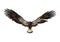 3D Rendering Eagle on White