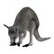 3D Rendering Eastern Grey Kangaroo