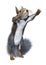 3D Rendering Eastern Grey Squirrel on White