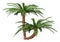 3D Rendering Encephalartos Woodii Palm Trees on White