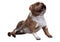 3D Rendering English Bulldog on White