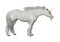 3D Rendering Fairy Tale White Unicorn on White