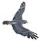 3D Rendering Falcon Bird on White