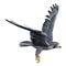 3D Rendering Falcon Bird on White