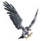 3D Rendering Falcon Bird on White