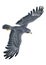 3D Rendering Falcon Bird on White