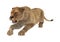 3D Rendering Female Lion on White