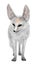 3D Rendering Fennec Fox on White