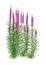 3D Rendering Fireweed Plants on White