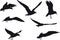 3d rendering of a flock of seven black birds on white background