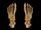 3D rendering  of the foot bones for diagnosis bone fracture and rheumatoid arthritis