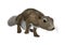 3D Rendering Gambian Sun Squirrel on White