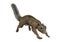 3D Rendering Gambian Sun Squirrel on White