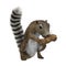 3D Rendering Gambian Sun Squirrel on White