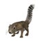 3D Rendering Gambian Sun Squirrel on White