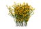 3D Rendering Genista Hispanica Flowers on White