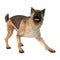 3D Rendering German Shepherd on White