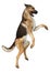 3D Rendering German Shepherd on White