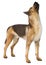 3D Rendering German Shepherd on White