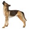 3D Rendering German Shepherd on White