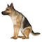 3D Rendering German Shepherd on White