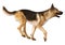 3D Rendering German Shepherd on White