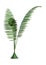 3D Rendering Giant Fern on White