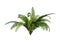 3D Rendering Giant Fern on White