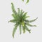 3D Rendering Giant Fern on White Bush of a green forest fern plant. Tropical leaves foliage plant bush on white background