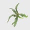 3D Rendering Giant Fern on White Bush of a green forest fern plant. Tropical leaves foliage plant bush on white background