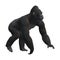 3D Rendering Gorilla on White