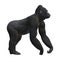 3D Rendering Gorilla on White