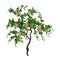 3D Rendering Grapevine Plant on White