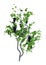 3D Rendering Grapevine on White