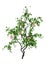 3D Rendering Grapevine on White