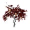 3D Rendering Grapevine on White