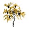 3D Rendering Grapevine on White